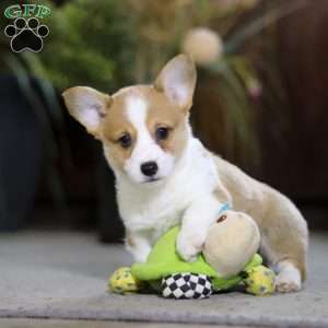 Frank, Pembroke Welsh Corgi Puppy